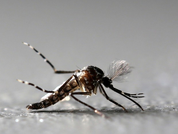  Produção nacional da vacina Butantan contra chikungunya é liberada pela Anvisa.