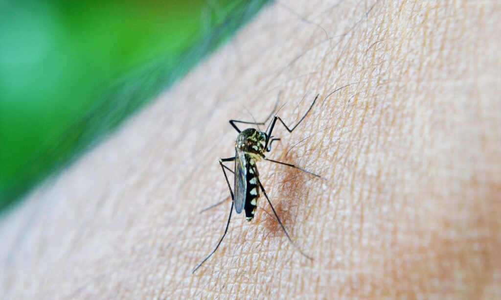 Mosquito Febre amarela