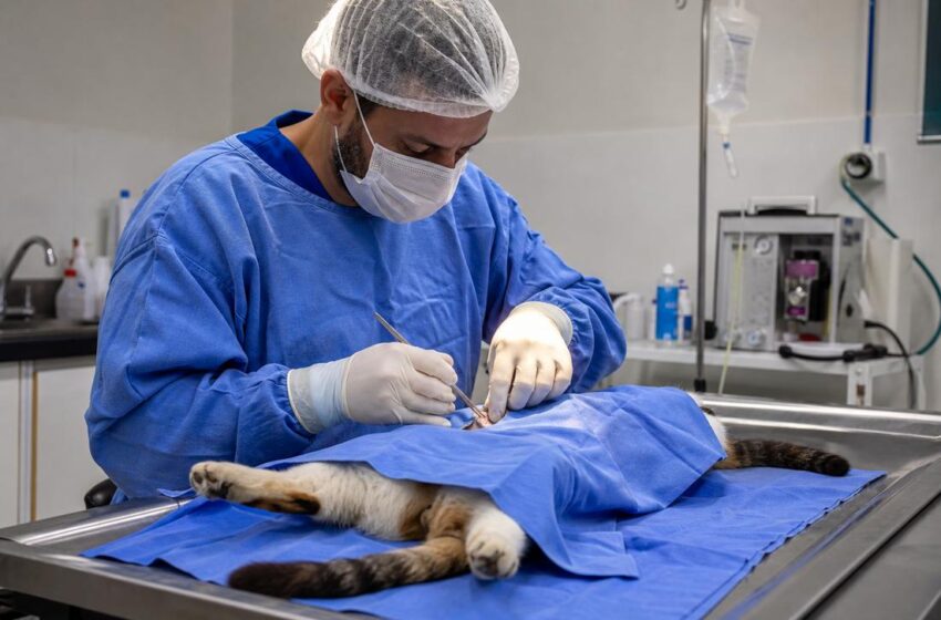  Coronel Fabriciano implementa programa inovador de castração de cães e gatos