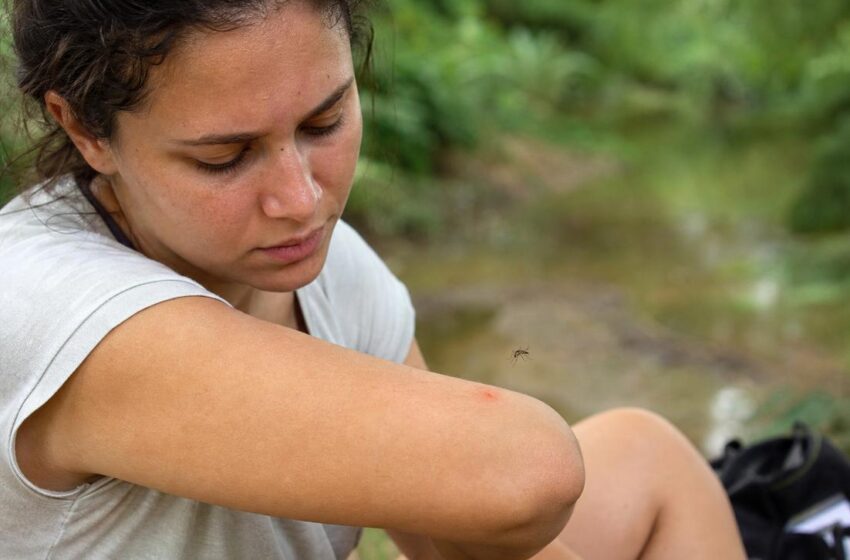  Por que algumas pessoas atraem mosquitos mais do que outras? Entenda a explicação da ciência