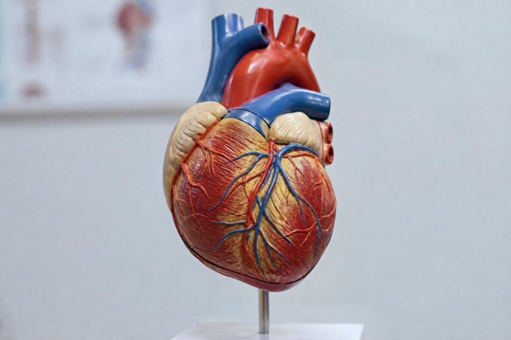 Modelo anatômico de coração utilizado para explicar os sinais de infarto e a saúde cardiovascular