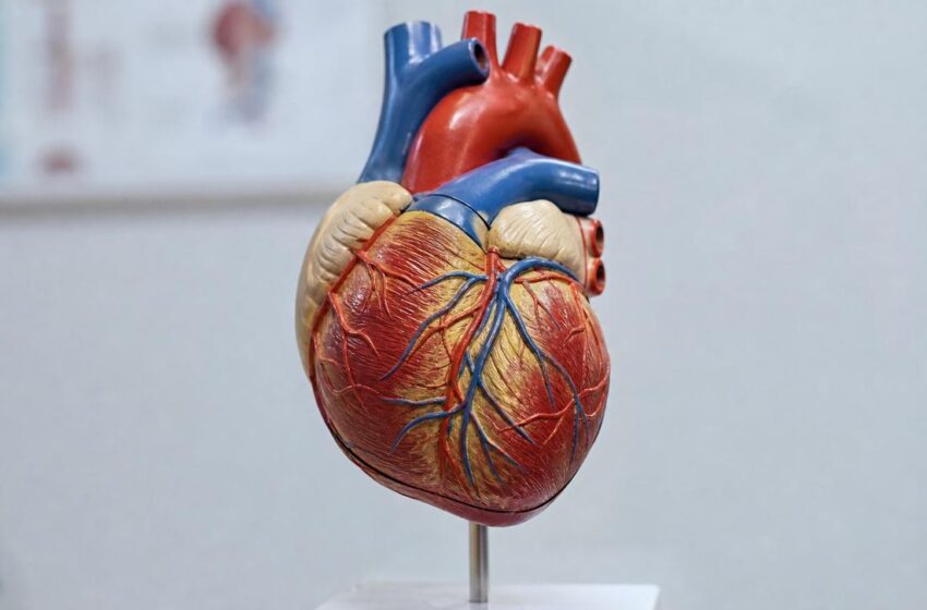  Identificando os sinais de infarto: quando a dor no peito exige atenção imediata