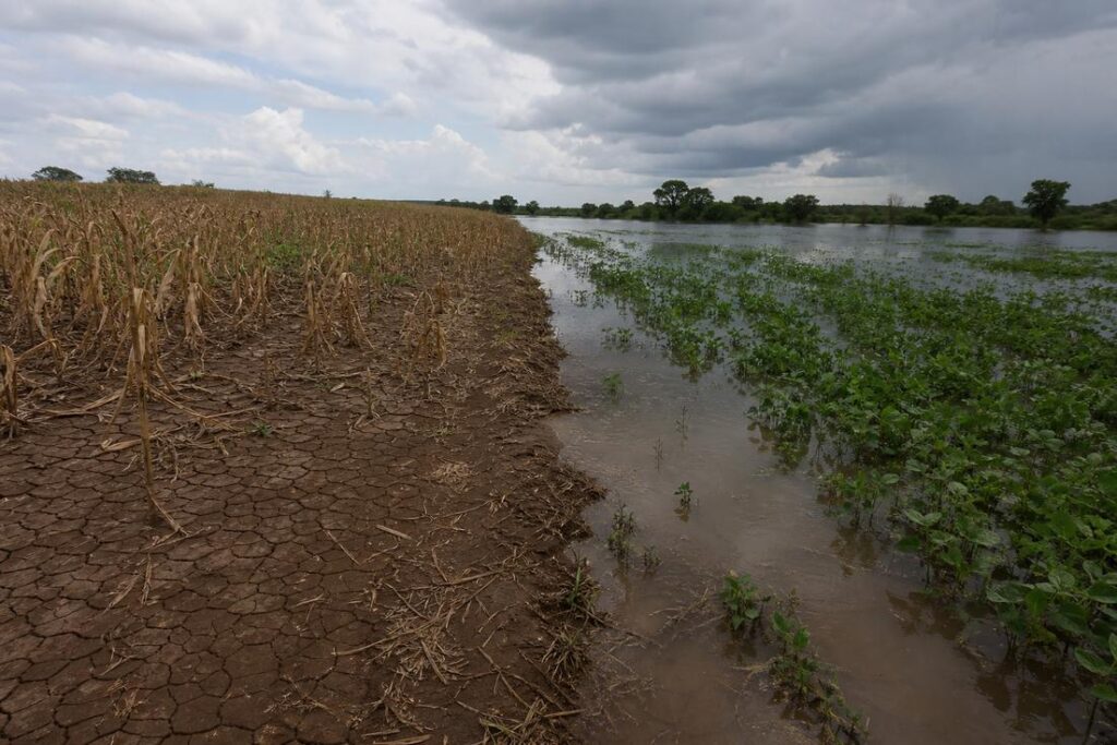Lavoura sob céu nublado ilustra efeitos do El Niño no Brasil sobre alimentos e energia