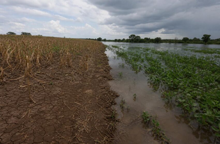 El Niño no Brasil eleva risco de alta em alimentos e energia