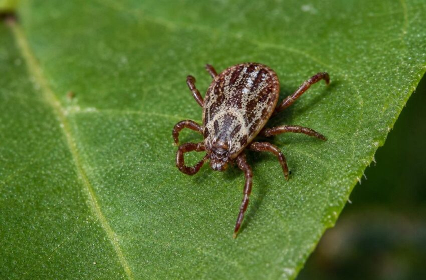  Febre maculosa em Minas registra 20 casos e 3 mortes em 2026