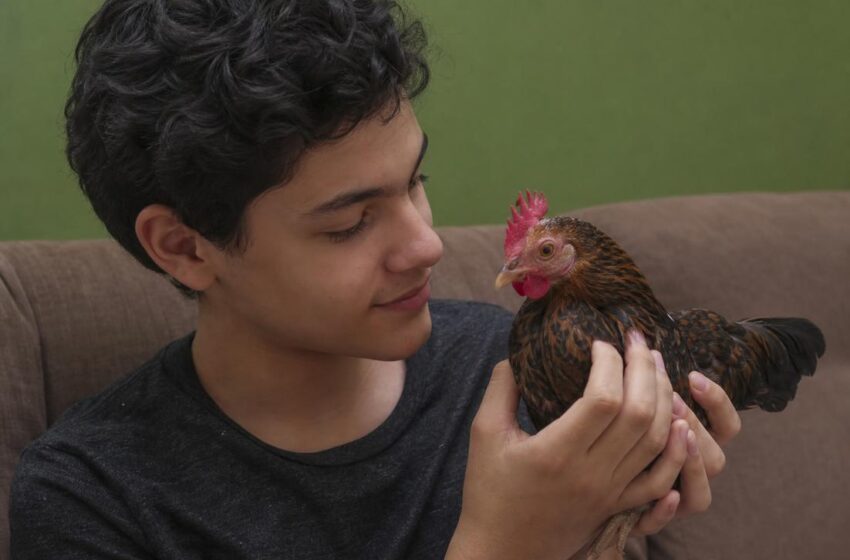  Galinha vira apoio emocional de adolescente autista em Campinas