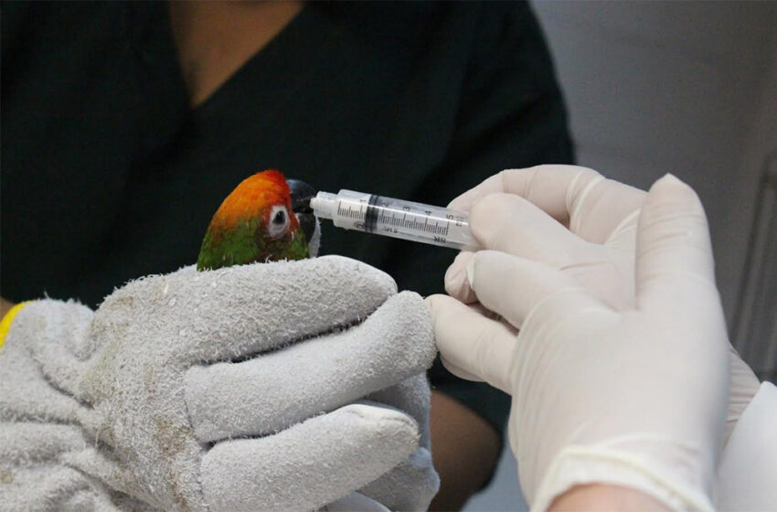  Cebus alerta para os impactos das queimadas na fauna durante período de estiagem