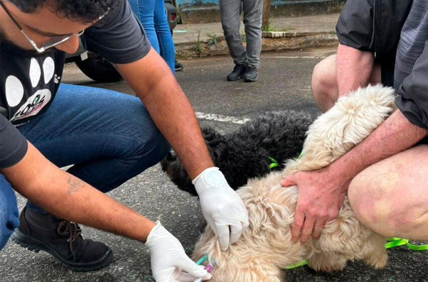  Ipatinga realiza Dia D de Vacinação Antirrábica neste sábado