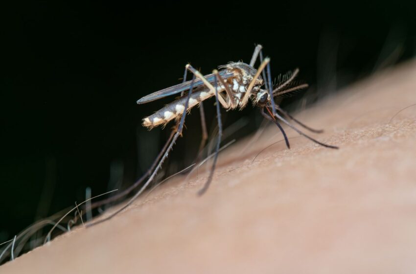  Aedes aegypti: quase metade dos municípios está em alerta ou risco