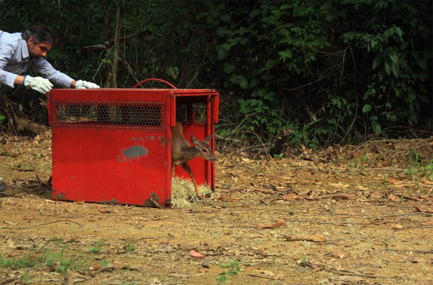  Veado-catingueiro é devolvido à natureza após avaliação no Centro de Biodiversidade da Usipa